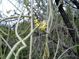 Cynanchum viminale