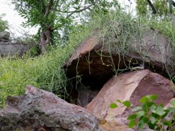 Cynanchum viminale tackling a rock