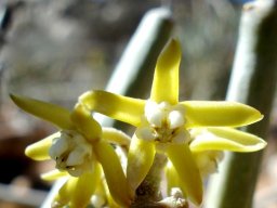Cynanchum viminale flowers
