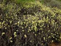 Cynanchum viminale blooming profusion