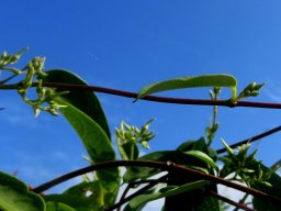 Secamone alpini buds