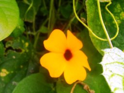 Thunbergia alata
