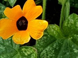 Thunbergia alata no warts but nearly all