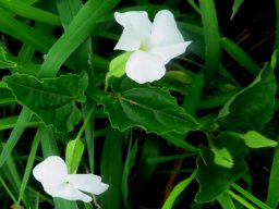 Thunbergia neglecta