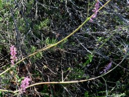 Trigonocapnos lichtensteinii 