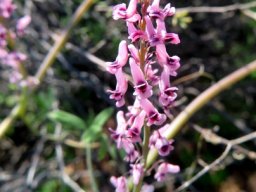 Trigonocapnos lichtensteinii inflorescence