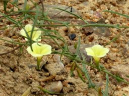 Xenostegia tridentata subsp. angustifolia