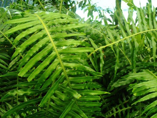 Blechnum attenuatum