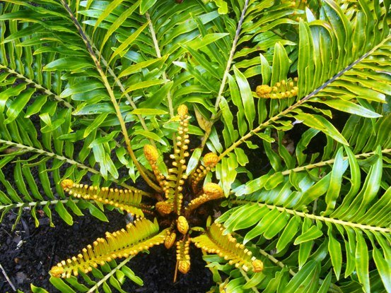 Blechnum tabulare