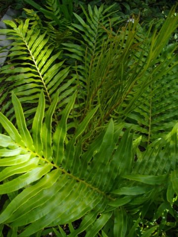 Blechnum tabulare fronds