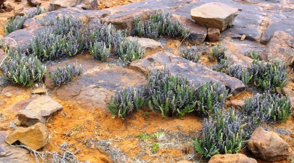 Cheilanthes hirta on rocks