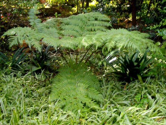 Alsophila dregei young plant