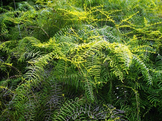 Gleichenia polypodioides