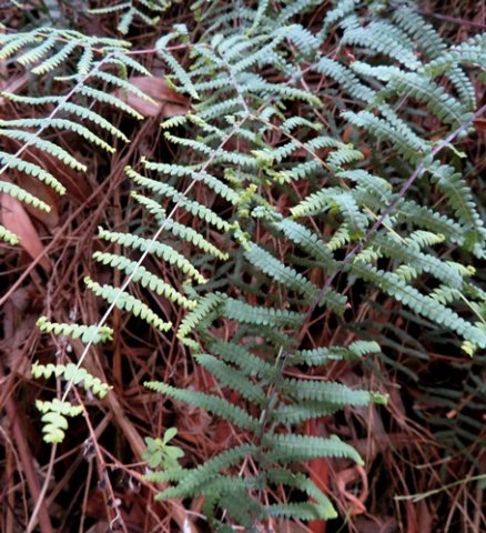 Gleichenia polypodioides fronds