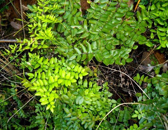 Pellaea pteroides some dissimilar frond segments