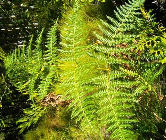 Pteridium aquilinum subsp. aquilinum