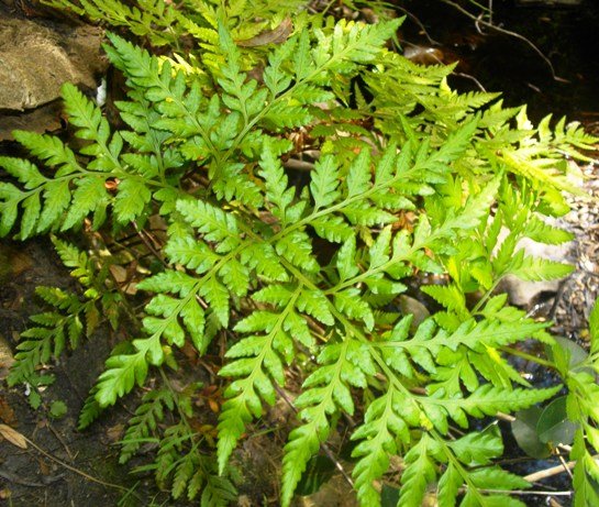 Rumohra adiantiformis in a comfortable spot