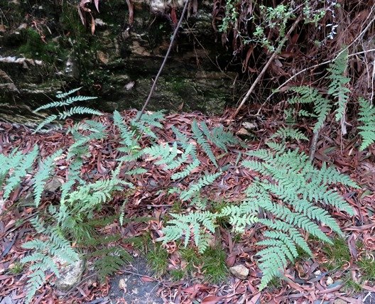 Rumohra adiantiformis where fairies dance