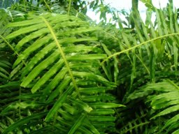 Blechnum attenuatum