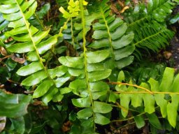 Blechnum australe