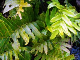 Blechnum capense