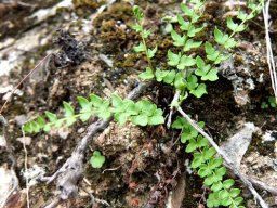 Cheilanthes hastata