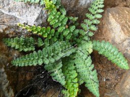 Cheilanthes hirta lush in a moist setting