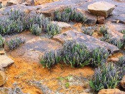 Cheilanthes hirta on rocks