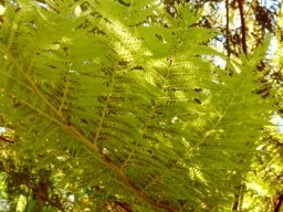 Alsophila dregei frond