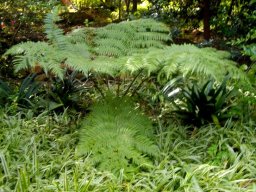 Alsophila dregei young plant