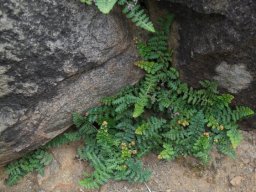 Asplenium cordatum
