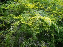 Gleichenia polypodioides