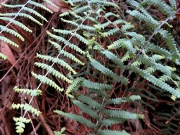Gleichenia polypodioides fronds