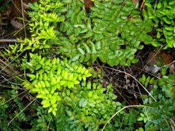 Pellaea pteroides some dissimilar frond segments