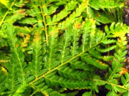 Polystichum incongruum