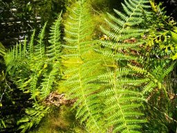 Pteridium aquilinum subsp. aquilinum
