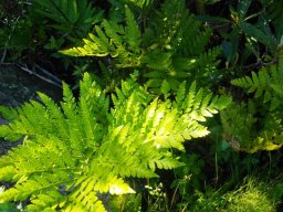 Rumohra adiantiformis