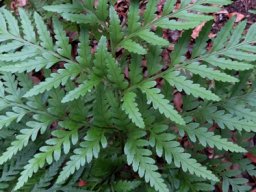 Rumohra adiantiformis frond details