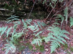 Rumohra adiantiformis where fairies dance