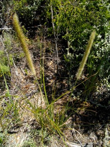 Cenchrus ciliaris