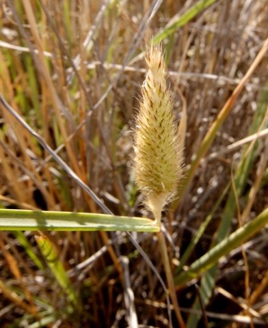 Fingerhuthia africana inflorescence