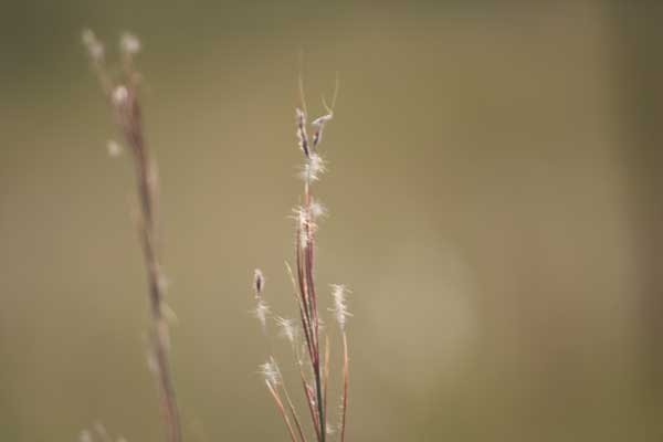 Grass species 11