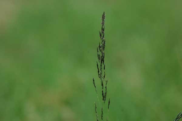 Grass species 22