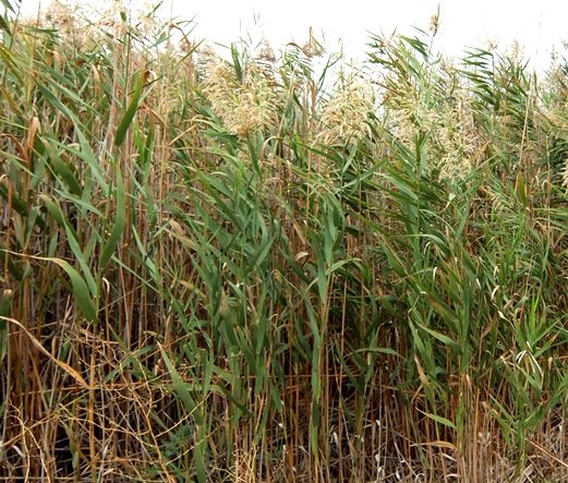 Phragmites australis and its many uses