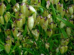 Briza maxima