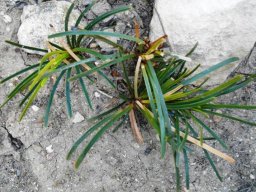Ficinia leaves at the De Hoop Reserve