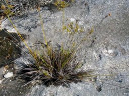 Ficinia on a rock in the southern Cape