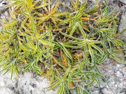 Ficinia truncata
