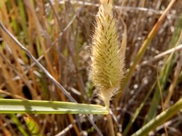 Fingerhuthia africana inflorescence