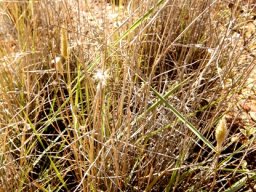 Fingerhuthia africana 